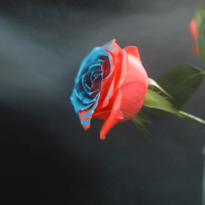 Tinta spray para mudar a cor real da flor